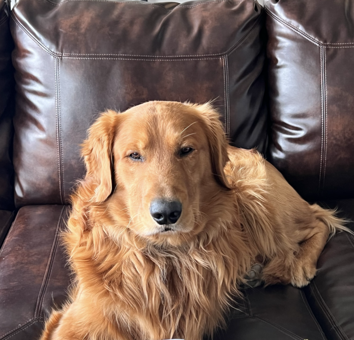 Pawsgraf, the Bowman Legal office dog